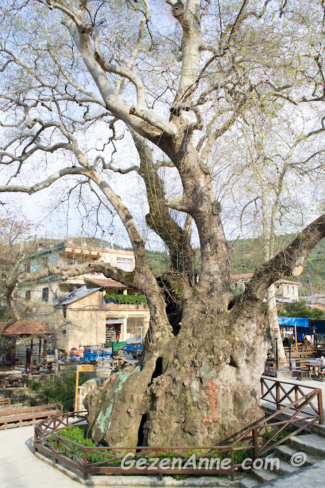 tam 1000 - 1200 yıllık olan anıt ağaç Musa Ağacı, Hıdırbey köyü Samandağ Hatay