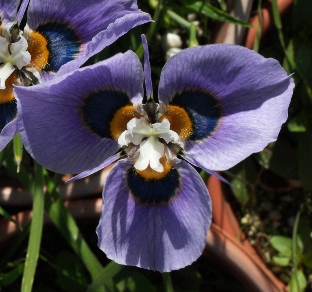 Growing Cool Plants Moraea MM 1336