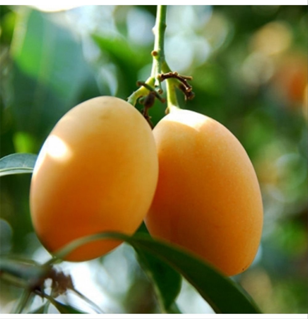 Manfaat Buah Gandaria Dan Efek Samping Makan Buah Gandaria Husnuls492 Com