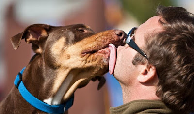 Según un estudio en Japón el besar a tus mascotas podrían causar cáncer de estómago