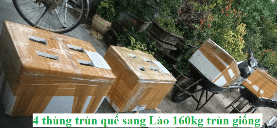 Trùn quế Lào