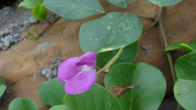 DSC02830.JPG