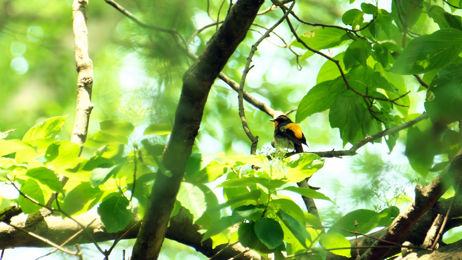 水平方向の雨:その正体と発生場所 - 水平方向の雨とは何ですか