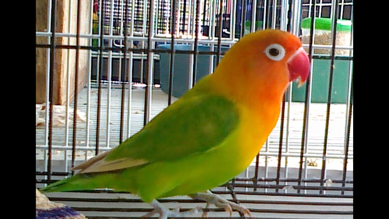 Download Suara Burung Lovebird Ngekek Panjang Mp3