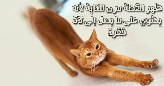 القطة ظهرها مرن للغاية قطة لون برتقالي