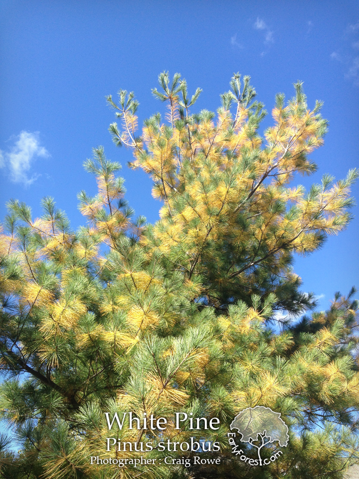 Early Forest : Tree Photography and Information: White Pine Fall Color