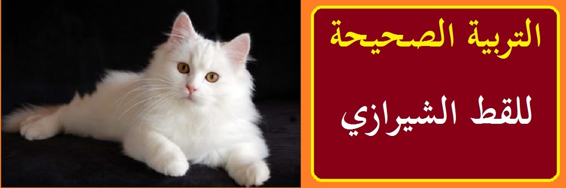 معلومات عن القطط الشيرازي وطريقة التربية الصحيحة والرعاية