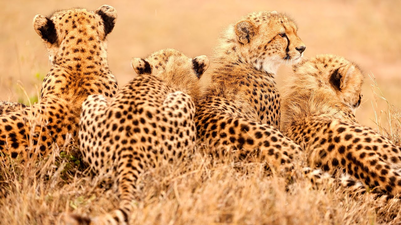 Why Are Cheetah Endangered - Danger Choices