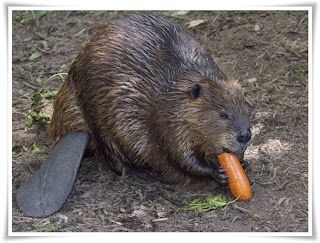Beaver Animal Pictures