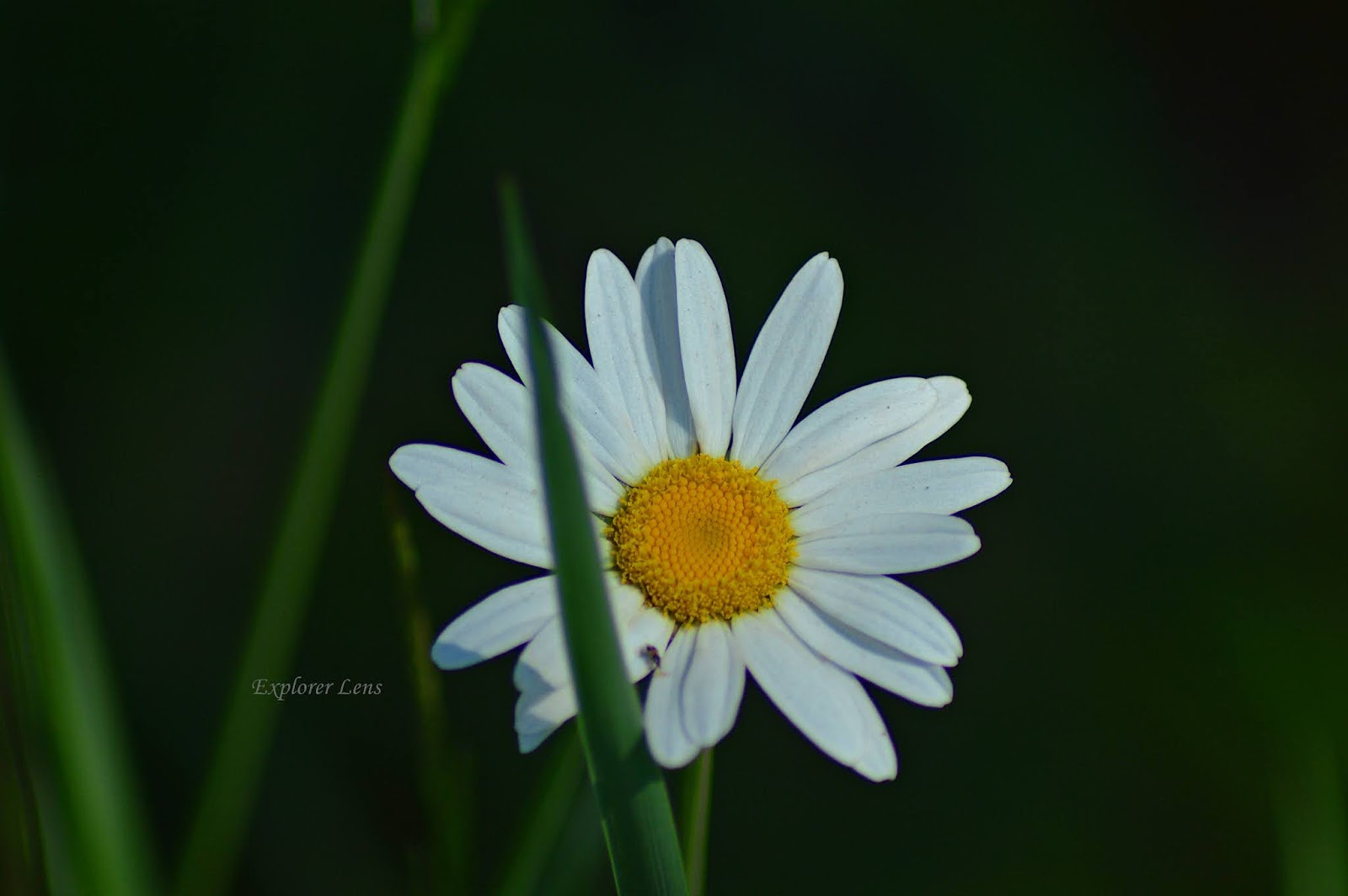 Hidden Gems of PA Tank Hollow Vista Explorer Lens