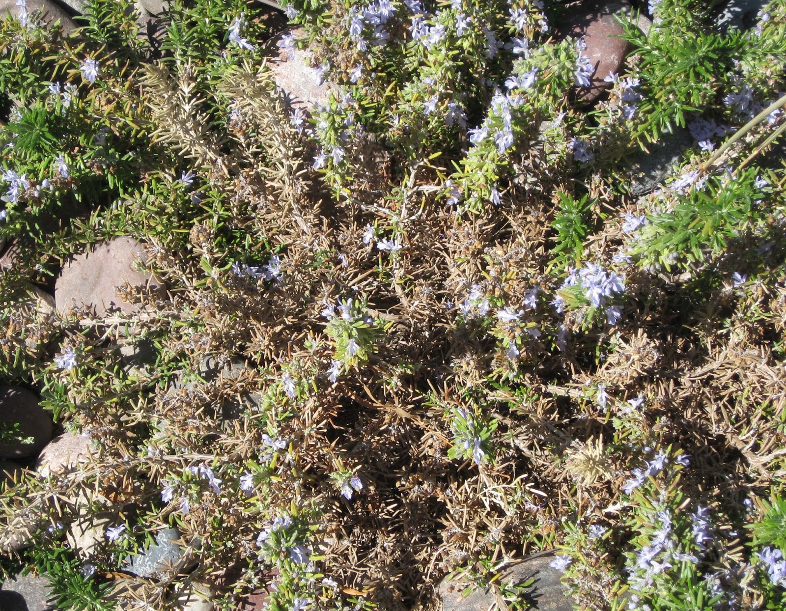 Xtremehorticulture of the Desert Rosemary Dying Usually Soil Problem