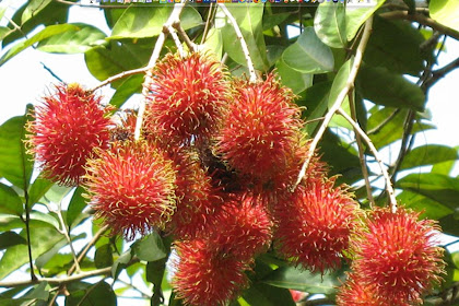 Menyelami Keajaiban Rambutan: Buah Manis Yang Menyimpan Segudang Manfaat