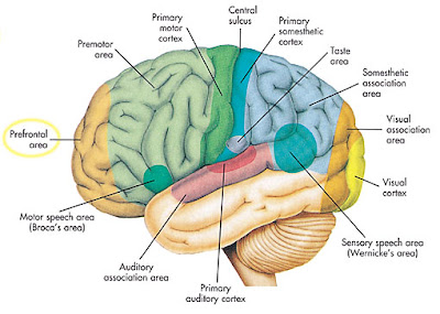 10 Fakta Unik Otak Manusia [ www.BlogApaAja.com ]