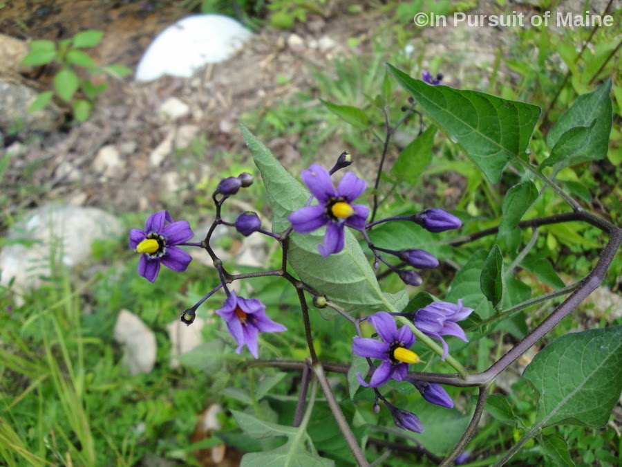 In Pursuit Of Maine June 25, 2014 Climbing Nightshade