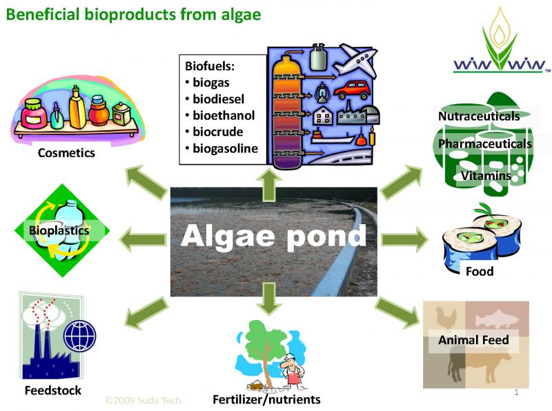 Rudy Dean Speaks THE FUTURE OF ALGAE