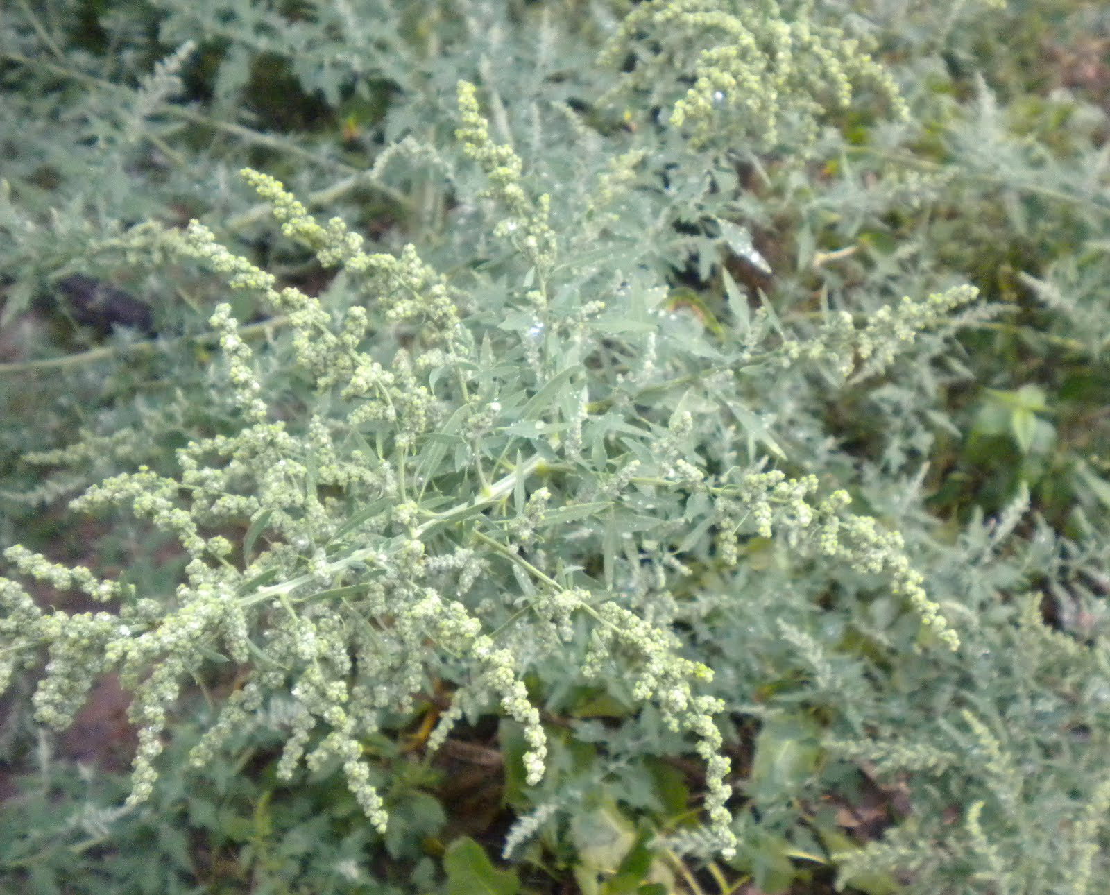 v e r d e c h a c o Quinoa blanca / Cenizo