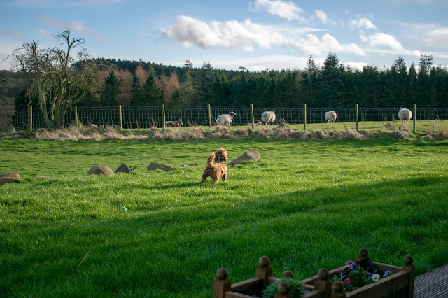 Red and white cockapoo puppy barking at sheep in field