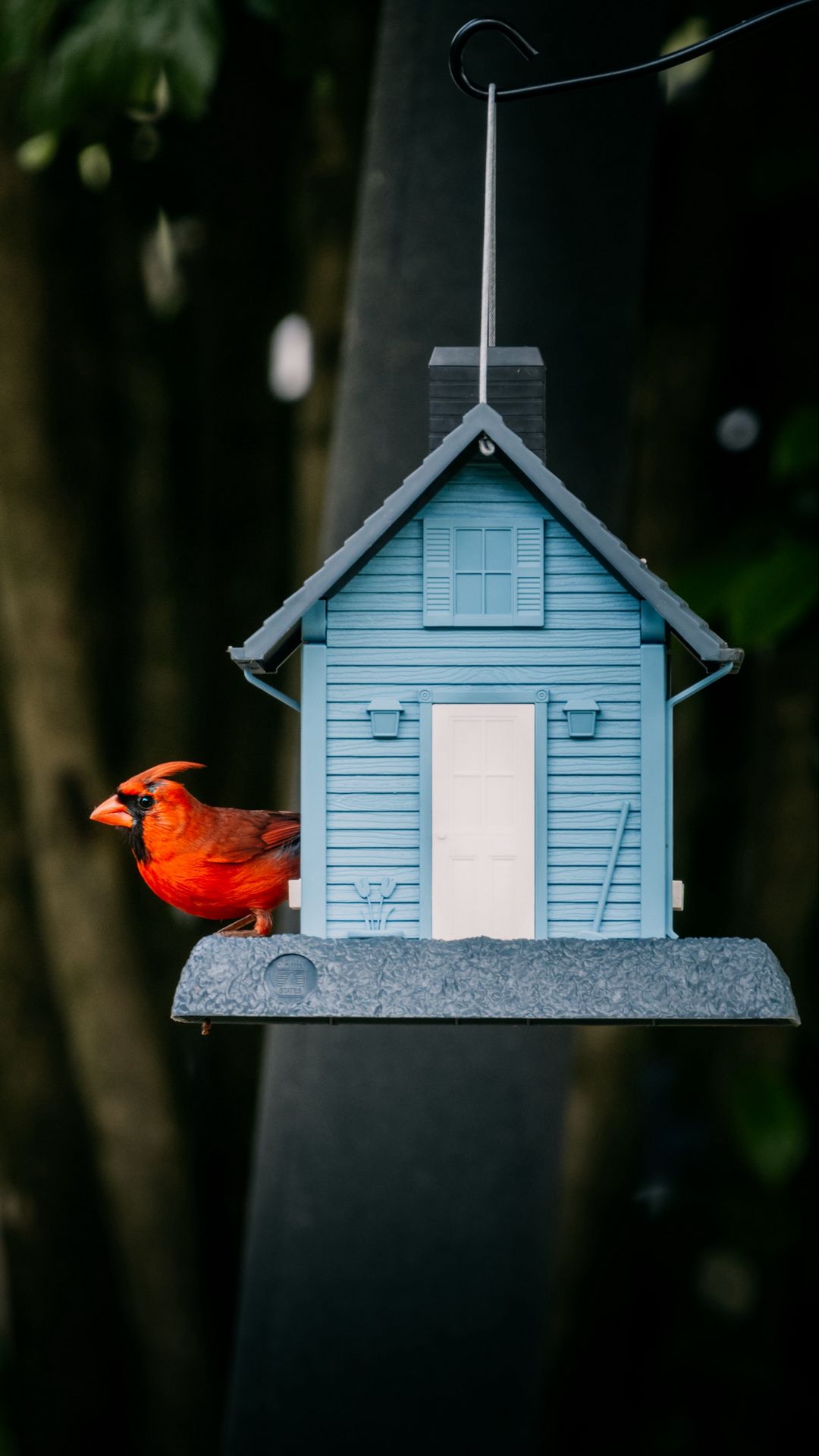 Bird, Red Cardinal, Birdhouse