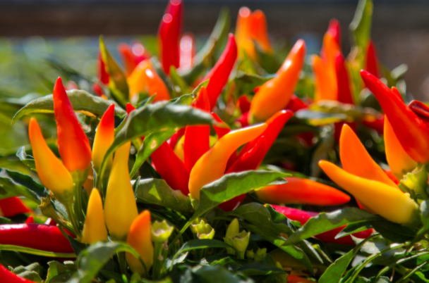 cabe favorit masyarakat lokal