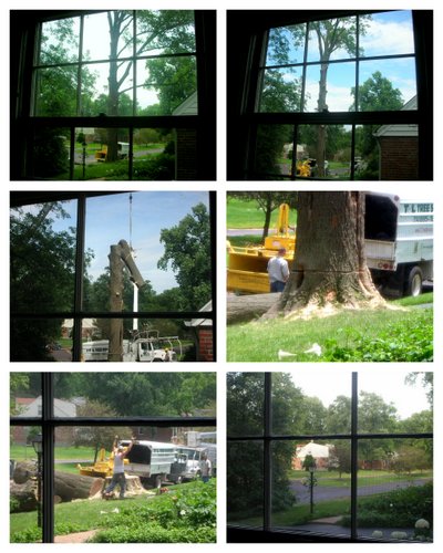 Collage showing a healthy 100-year oak being cut down.