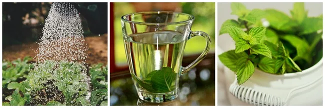 Mint Infused Herb Water