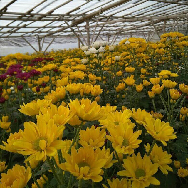 setiya aji flower farm