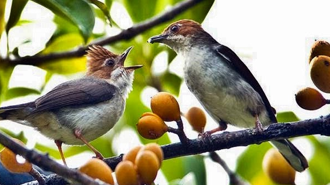 Mengenal Burung Yuhina Lebih Dekat Cah Kicau Ngloram