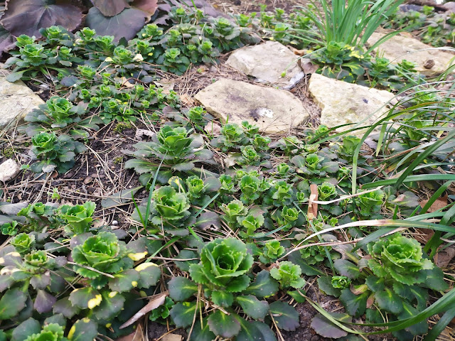 saxifraga umbrosa