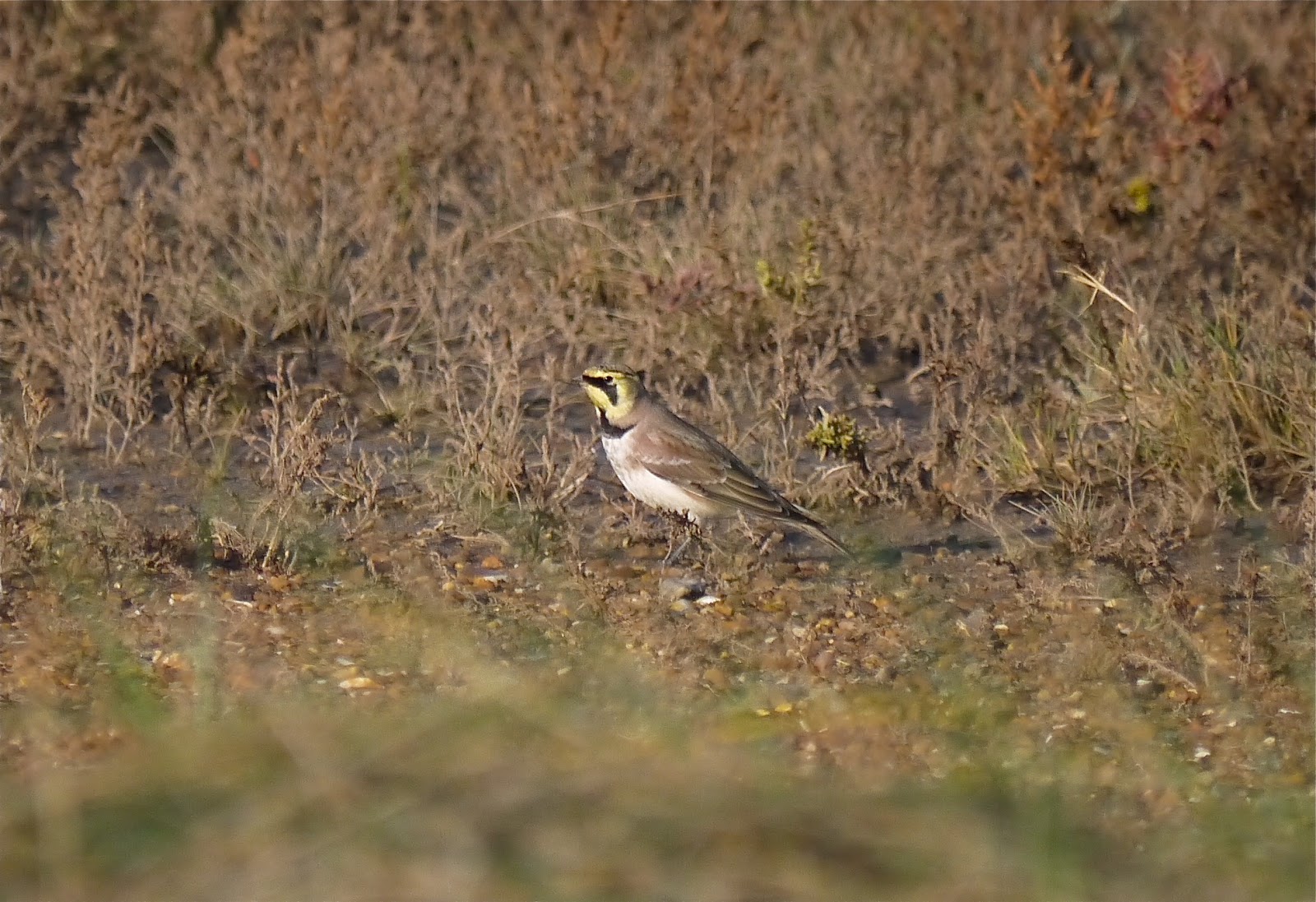 Northwest Norfolk Naturalists Birds At Holme Nwt Tuesday