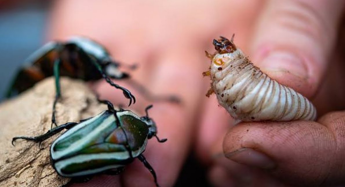 Allerta estinzione insetti a livello globale! A che velocità?