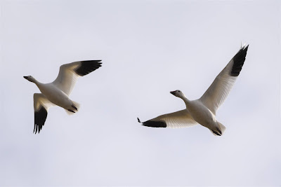 Snow Geese Migrating.