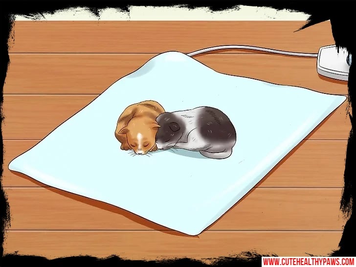 How to take care of newborn kittens Cute Healthy Paws