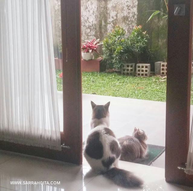 kucing kesayangan