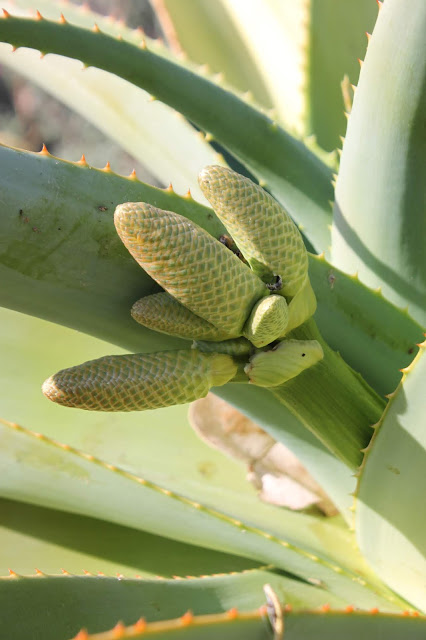 Aloe thraskii with inflorescence close up