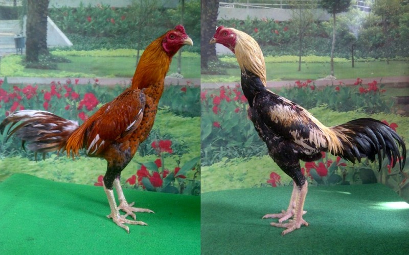Cara Menang Adu Ayam Ayam Juara