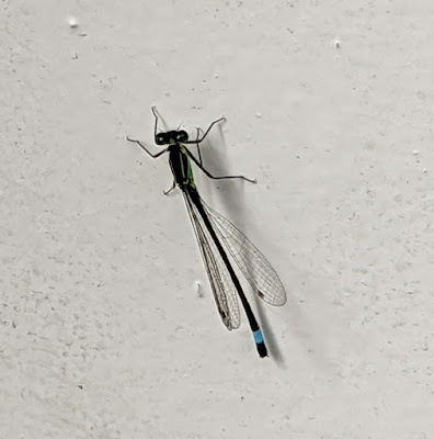 blue tailed damselfly on the conservatory wall