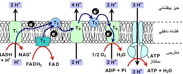 تفاعلات السلسلة التنفسية التفسفر المؤكسد (آلية انتاح ATP)