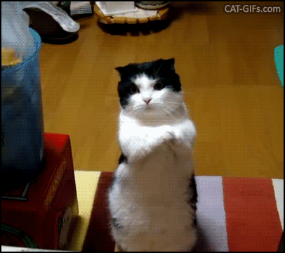 Cute Cat GIF • Polite cat standing up on hind legs begging for food. “Please Dad, just a little snack!” Cute Cat GIF • Polite cat standing up on hind legs begging for food. “Please Dad, just a little snack!”
