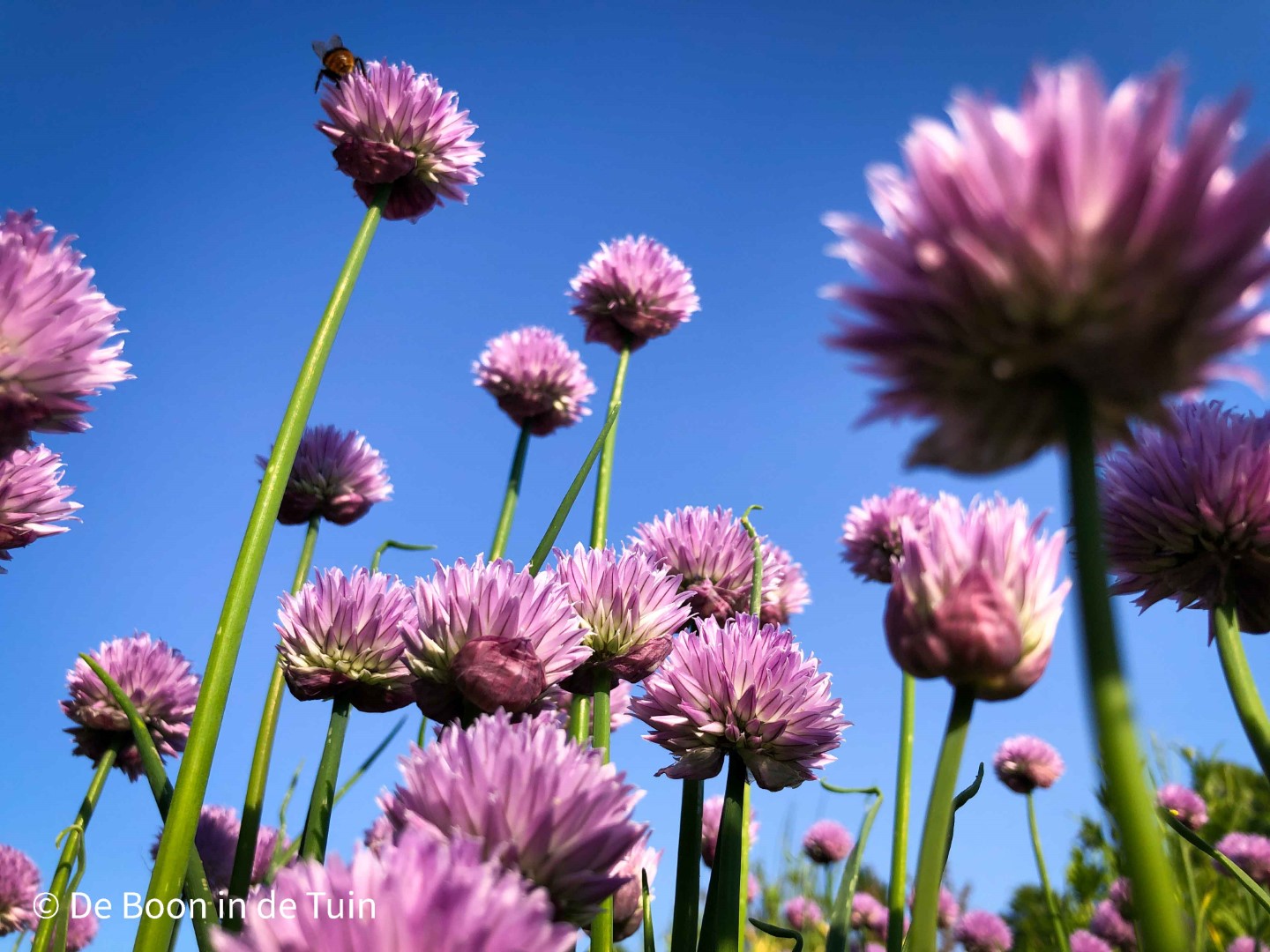 bieslook moestuin update juni volkstuin bloei bijen