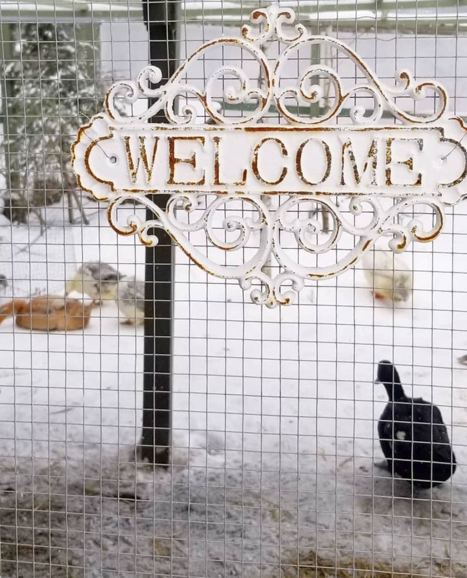 How to Winterize your Chicken Run Fresh Eggs Daily® with Lisa Steele