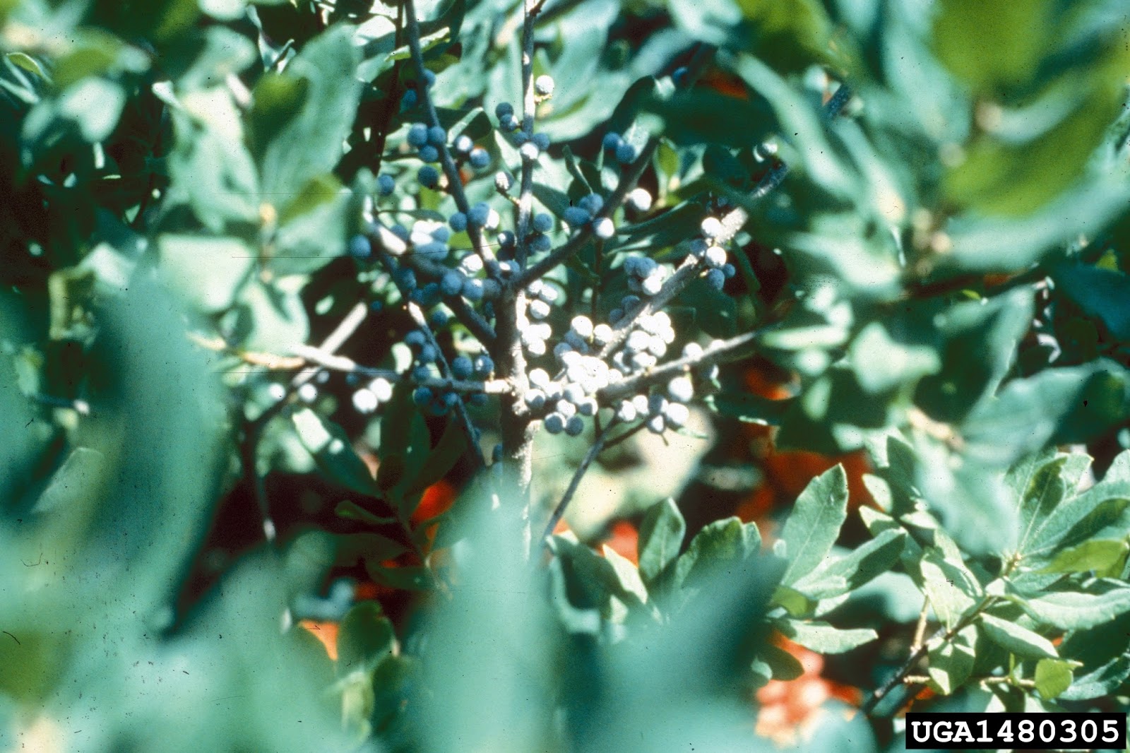 Red House Garden Four Seasons Of Sassafras