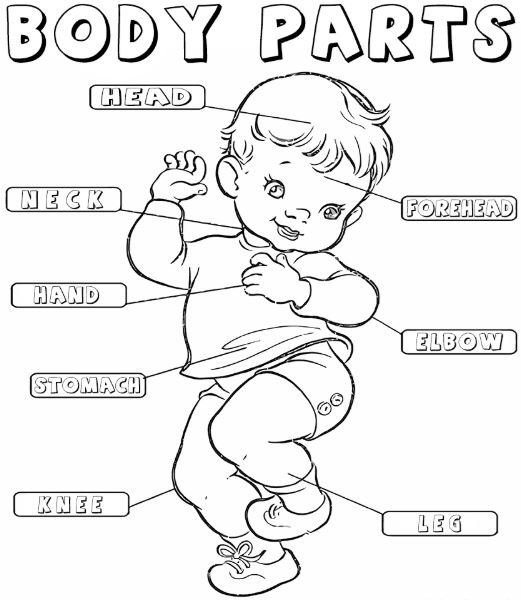 Gambar Mewarnai Anggota Tubuh ~ Gambar Mewarnai Lucu