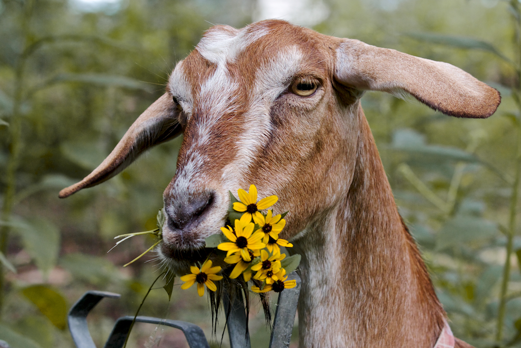 Good Stuff From Grover Carpe Diem Weekend Meditation Goat and Sunflowers