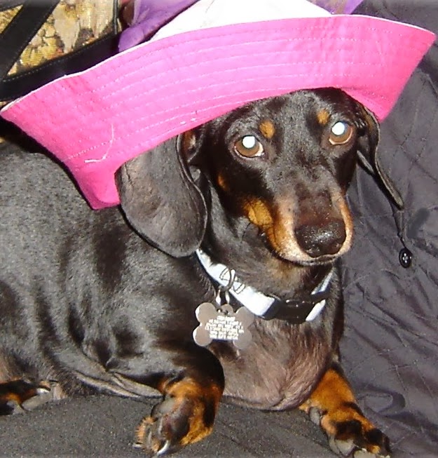 The Dachshund Escapades TODAY IS NATIONAL DRESS UP YOUR PET DAY