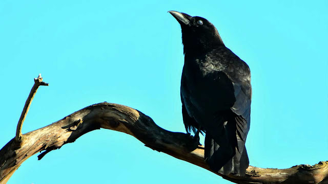 15 Mimpi burung berkicau