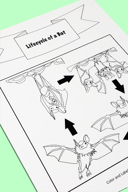 life cycle of a bat
