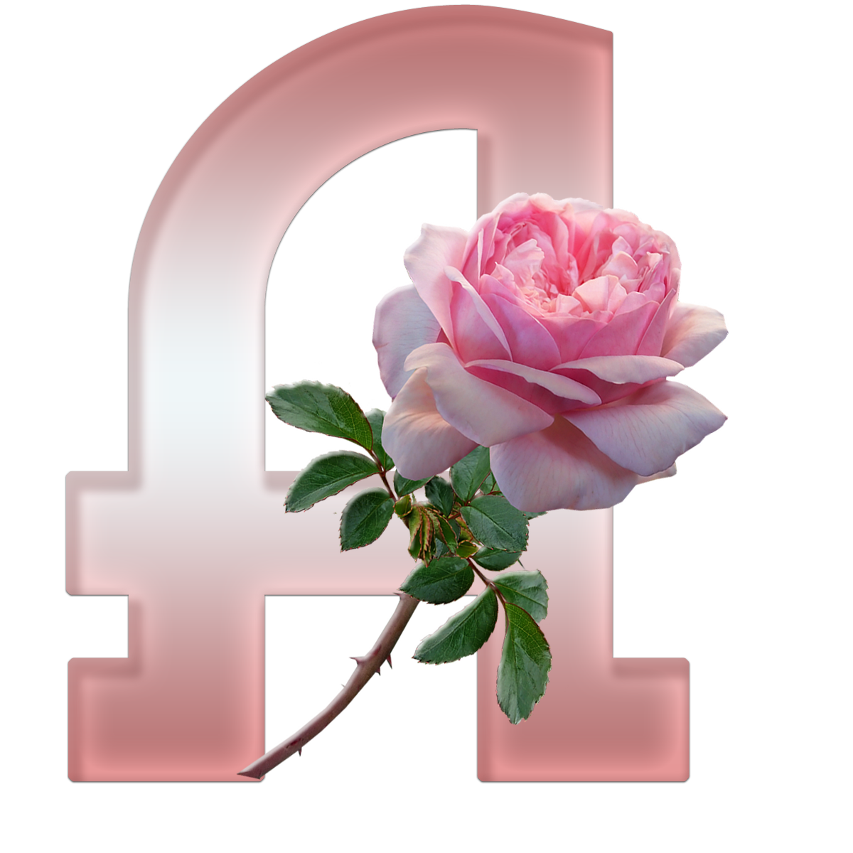 Sussurro De Amor Alfabeto Decorativo Textura Rosa Com Galho De Rosa