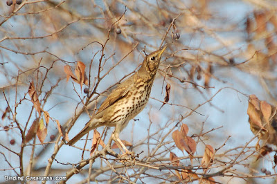 Tord (Turdus philomelos)