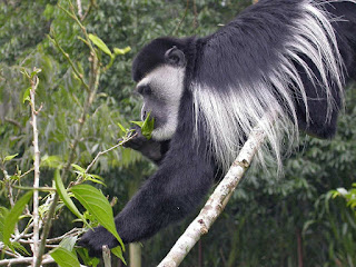 Mantolu maymunun beslenmesi neredeyse sırf yapraktan oluşur.