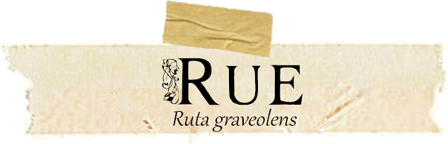 rue, magical, correspondences, medicinal